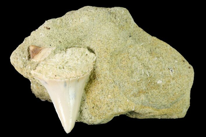 Fossil Mako Shark Tooth On Sandstone - Bakersfield, CA #144477